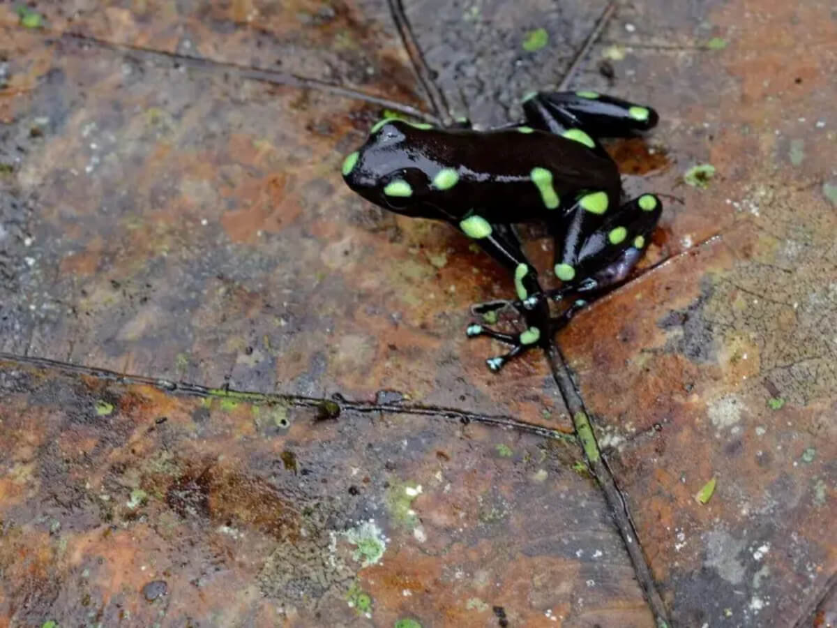 Rana venenosa colombiana Dendrobates auratus