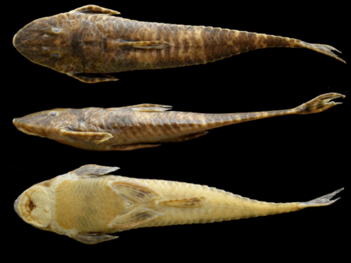 Nueva especie de pez en el Vaupés